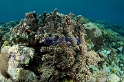 Acropora seriata Ambiance-Wakatobi Wangi Island-7m-20180601-Denis-ADER-DSC_2990_tn